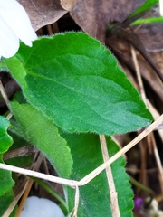 Viola alba alba