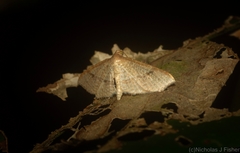 Addaea subtessellata