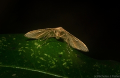 Addaea subtessellata