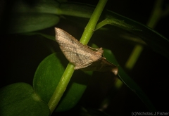 Addaea subtessellata