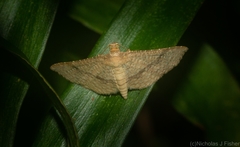 Addaea subtessellata