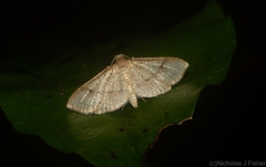 Addaea subtessellata