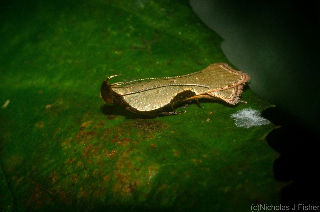 Dichomeris ochreoviridella