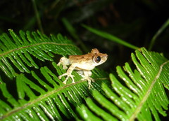 Scinax littoralis