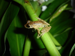 Scinax littoralis