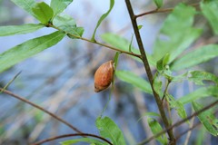 Euglandina rosea