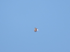 Haliaeetus albicilla