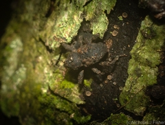 Methidrysis afflicta