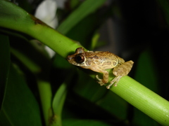 Scinax littoralis