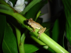 Scinax littoralis