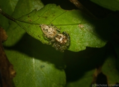 Paraphilaeus daemeli