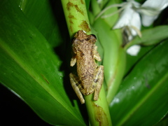 Scinax littoralis