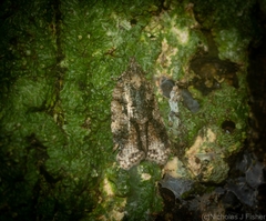 Polylopha epidesma
