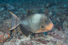 Pseudobalistes flavimarginatus
