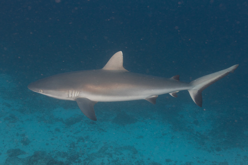 Grey Reef Shark, photo 9 of 10