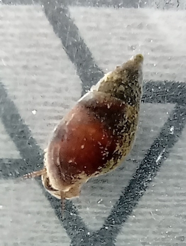 Melanopsis etrusca, 2021-04-06