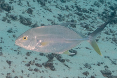 Carangichthys oblongus