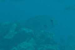 Gymnocranius superciliosus