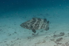 Epinephelus malabaricus