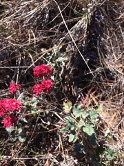 Eriogonum grande