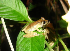 Scinax littoralis