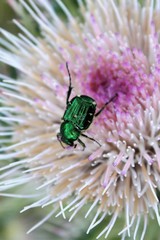 Trichiotinus lunulatus