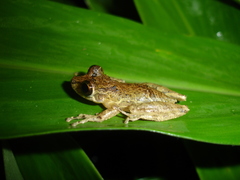 Scinax littoralis
