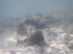 Chaetodon striatus