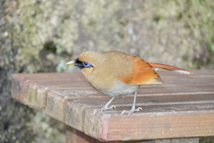 Pterorhinus berthemyi