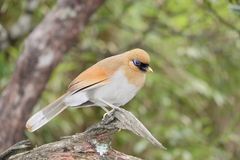 Pterorhinus berthemyi