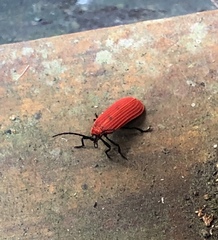 Dictyoptera