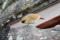 Pterorhinus berthemyi