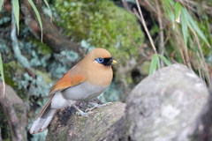 Pterorhinus berthemyi