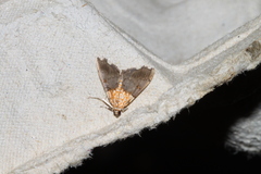 Agrotera