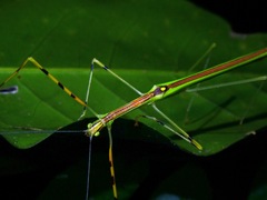 Anarchodes annulipes