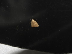 Anachrostis