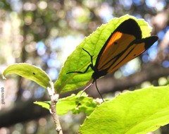 Paratype univitta