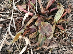Rumex