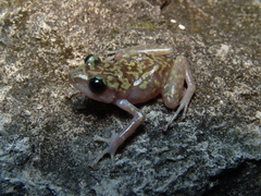 Eleutherodactylus grunwaldi