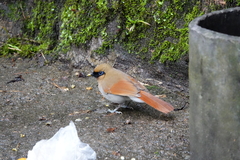 Pterorhinus berthemyi