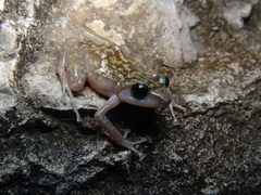 Eleutherodactylus grunwaldi