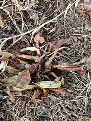 Rumex
