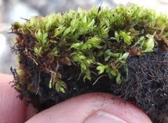 Ptychostomum moravicum