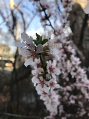Prunus tomentosa