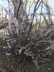 Prunus tomentosa