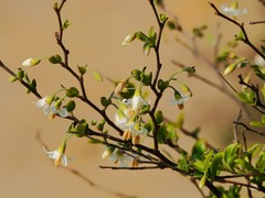 Styrax matsumuraei