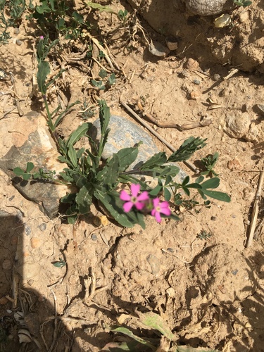 Silene diversifolia image