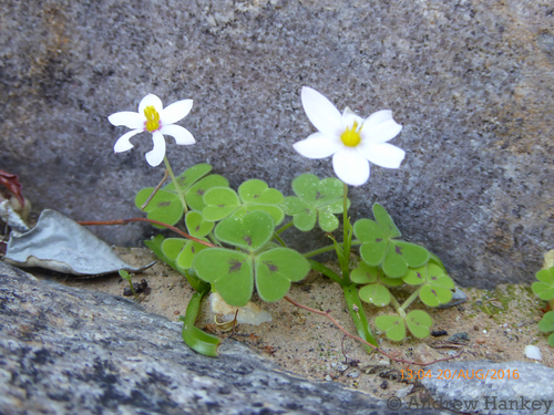 Namib Capestar (Pauridia etesionamibensis)