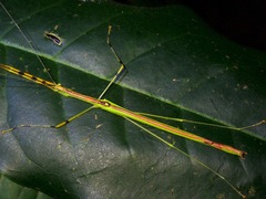 Anarchodes annulipes