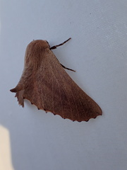 Monoctenia smerintharia